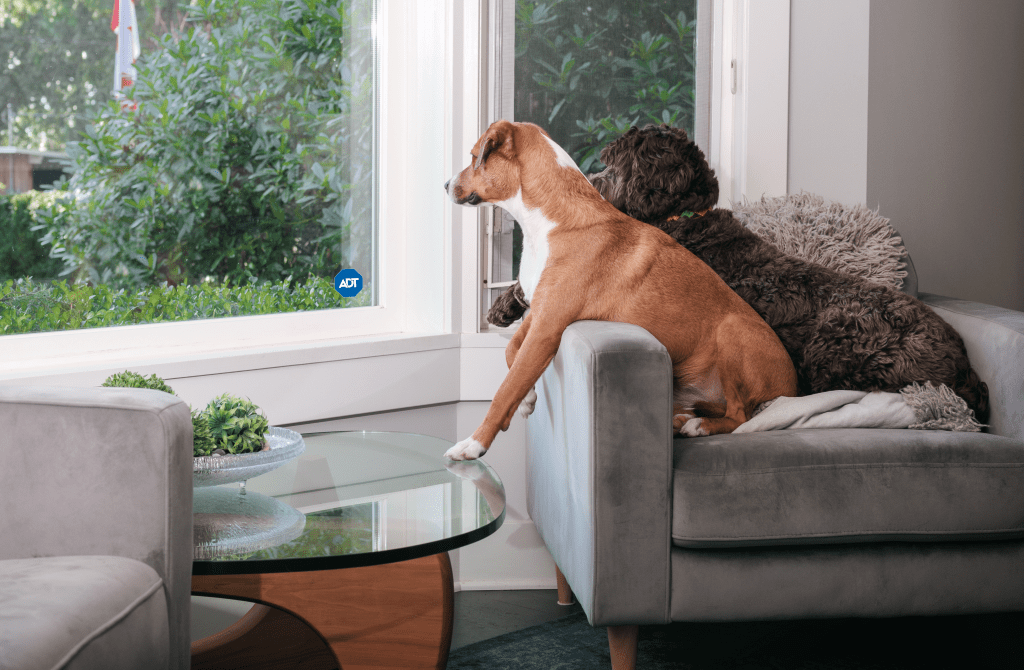 ADT monitoring helps protect pets from dangers such as smoke and carbon monoxide — even when no one is home.