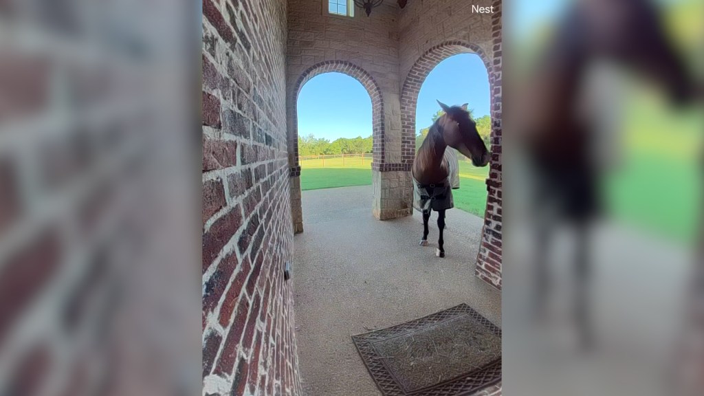 When Trashy the horse escaped his pen, it was a chance for an ADT engineer to test the value of his security system.